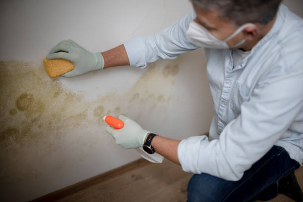 Professional Mold Remediation in Long Beach, NY