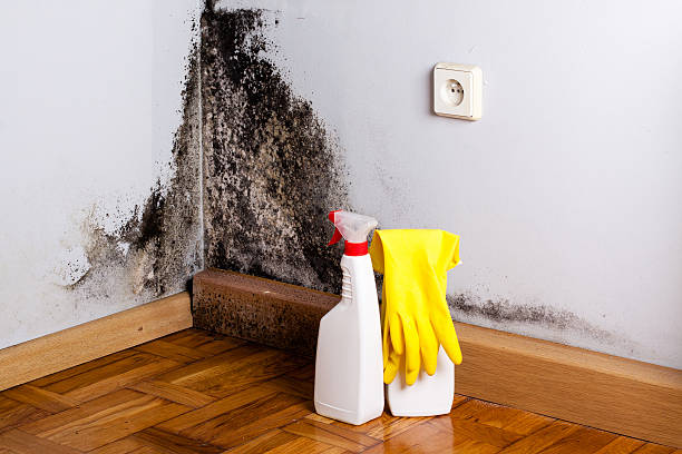 Best Black Mold Remediation in Long Beach, NY